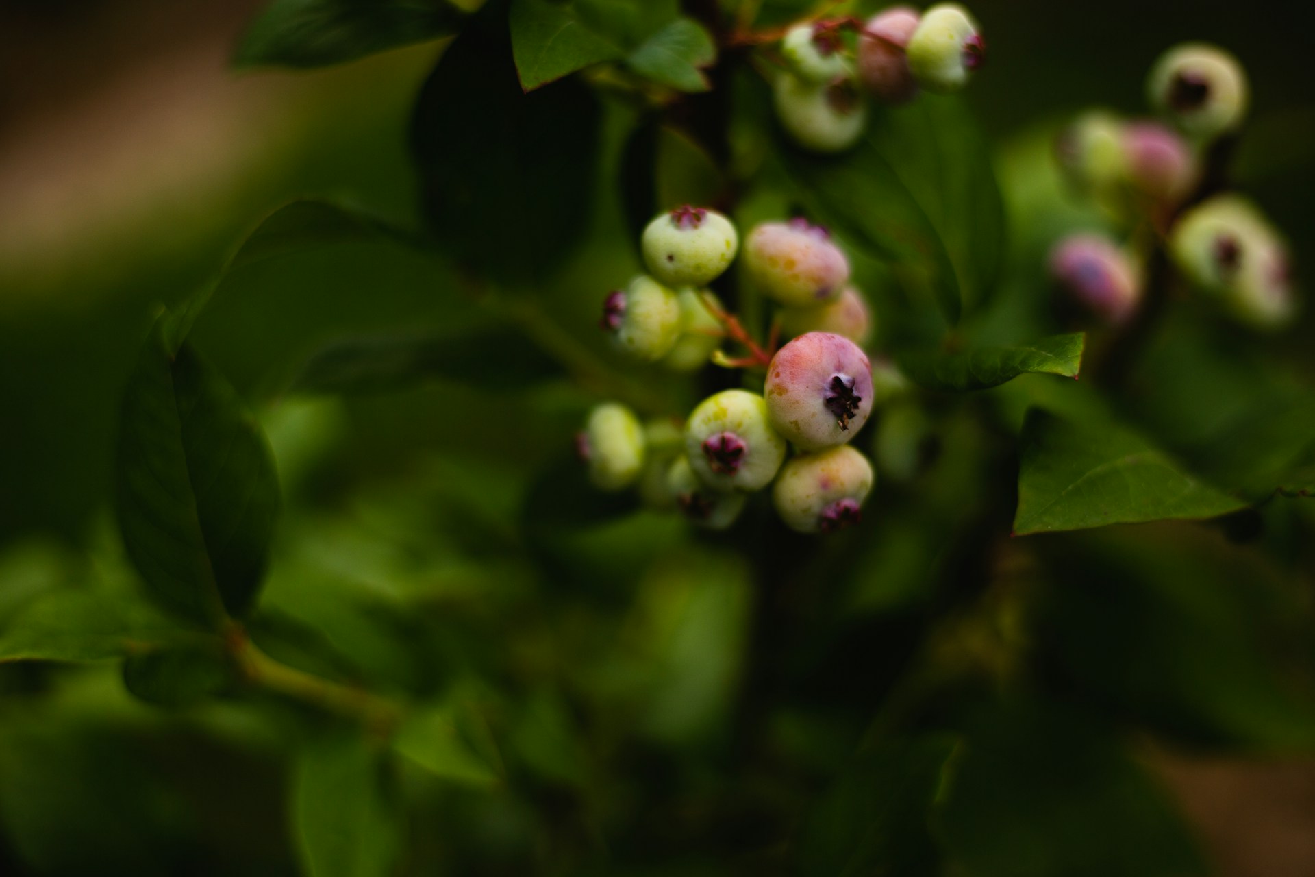 Best place to plant a berry tree